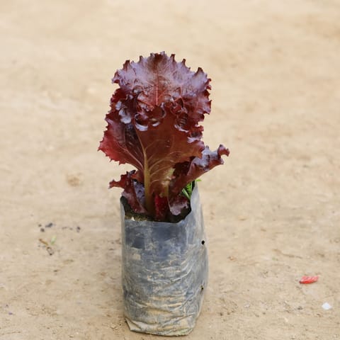 Lettuce Black in 4 Inch Nursery Bag