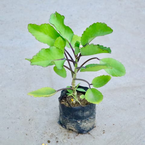 Patharchatta Plant in 4 inch Nursery Bag