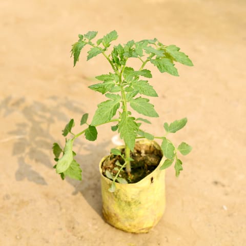 Desi Tomato Plant in 4 Inch Nursery Bag