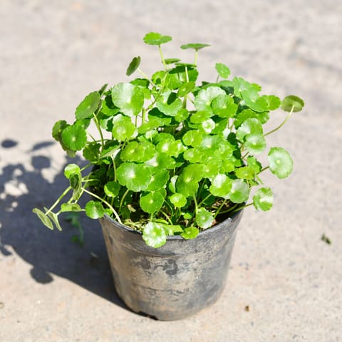 Brahmi Dollar / Pennywort / Coin Plant in 6 Inch Nursery Pot