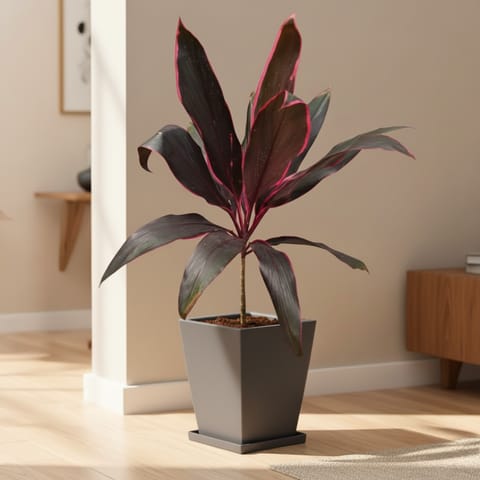 Dracaena Kedarnath Mahatma in 12 X 10 Inch Grey Premium Blaze Fiberglass Planter