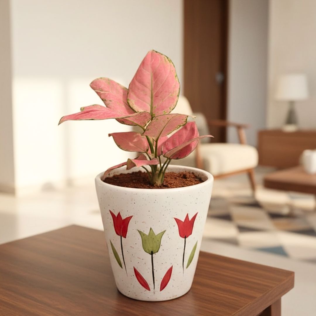 Aglaonema Pink in 6 Inch Classy Balti Ceramic Pot (any colour & design)