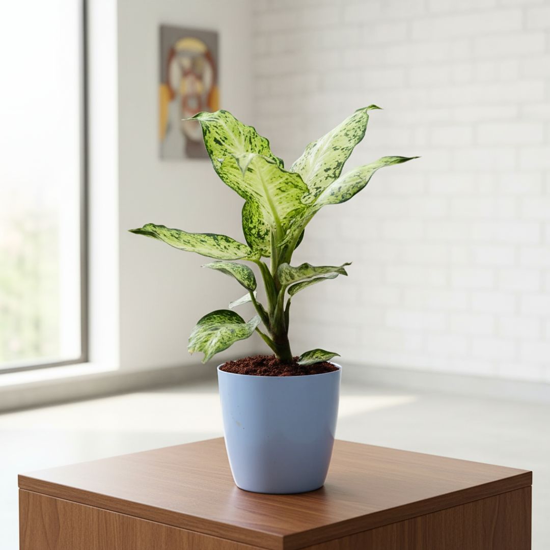 Aglaonema Snow White in 6 Inch Ceramic Balti Planter (any colour)