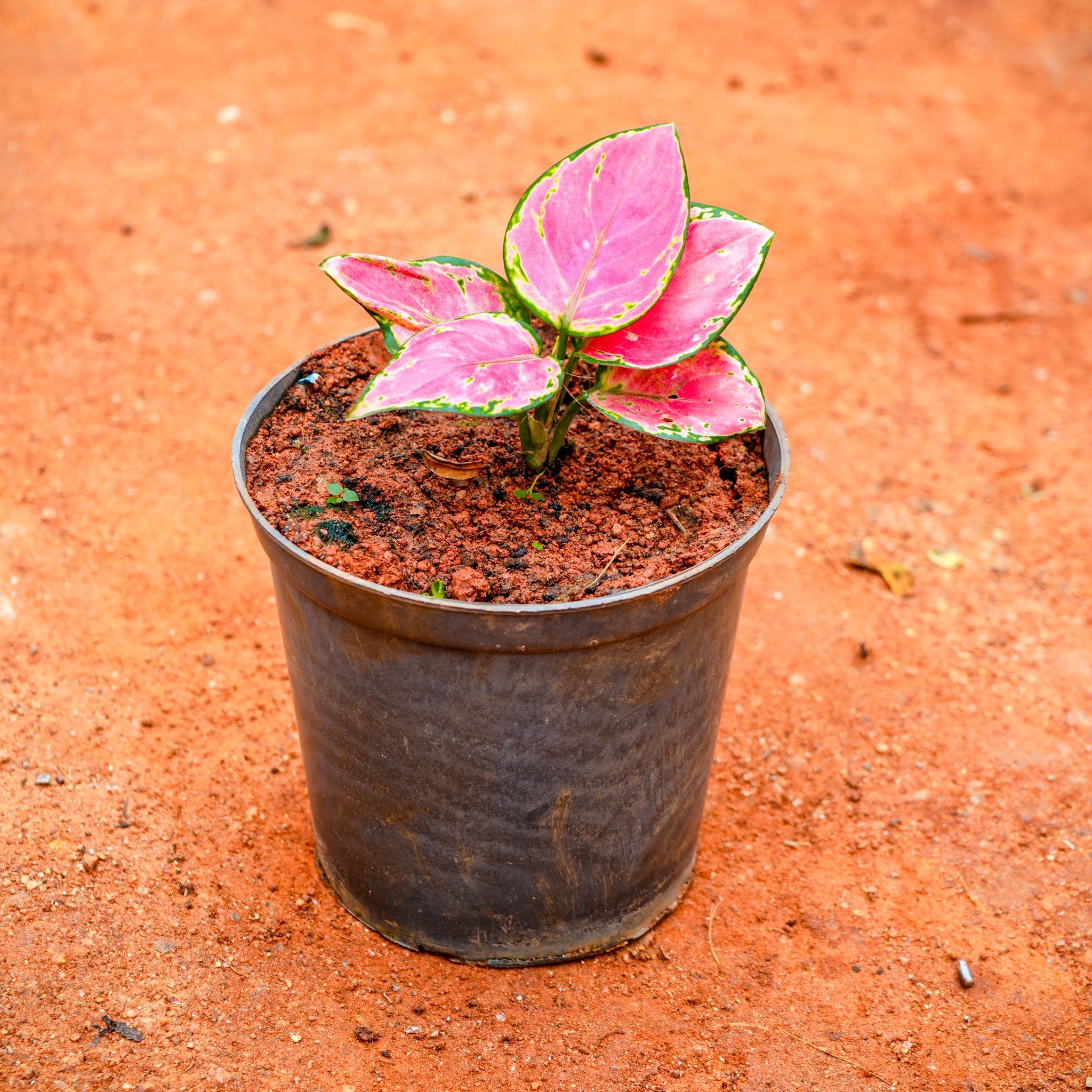 Aglaonema Pink Dwarf in 5 Inch Nursery Pot