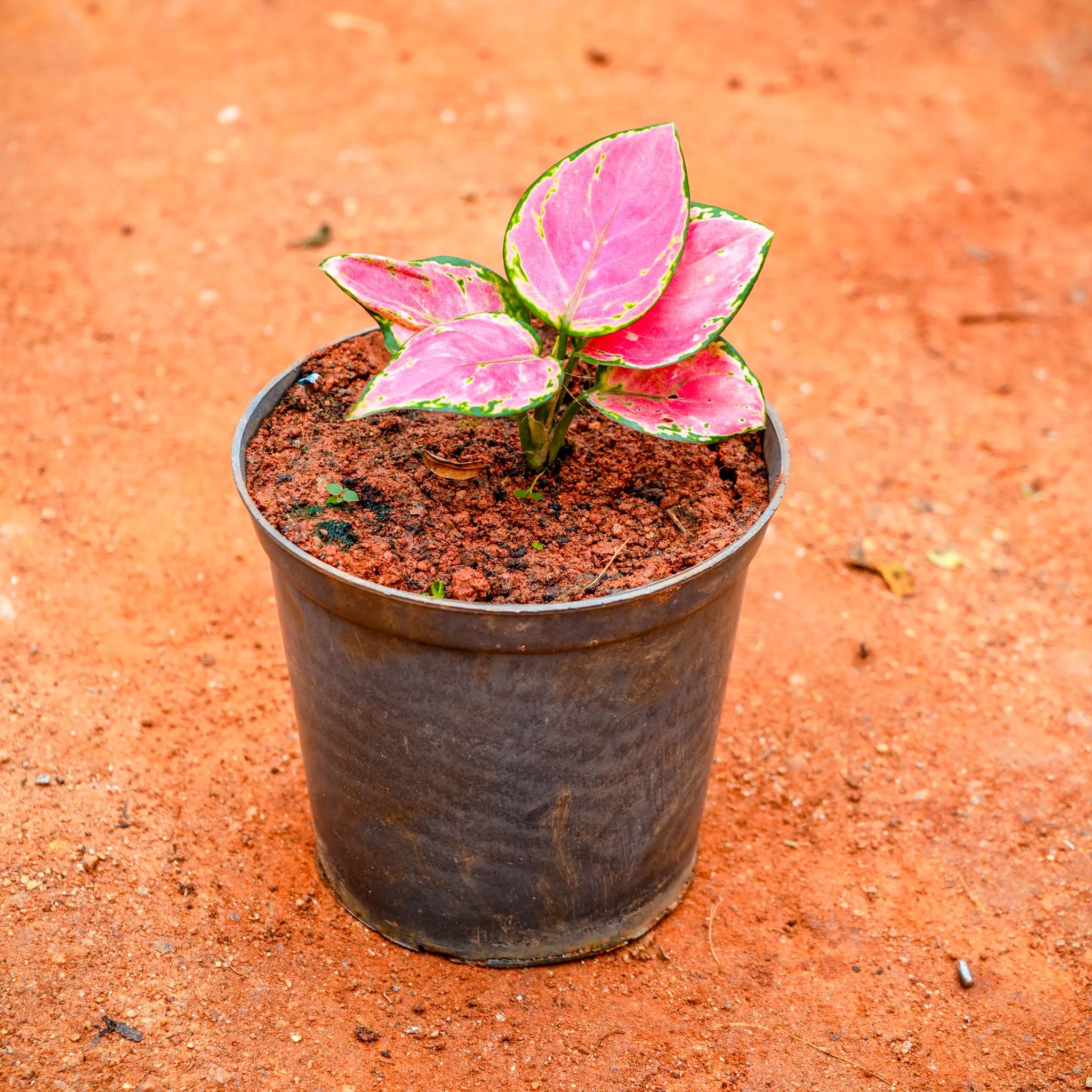 Aglaonema Pink Dwarf in 5 Inch Nursery Pot