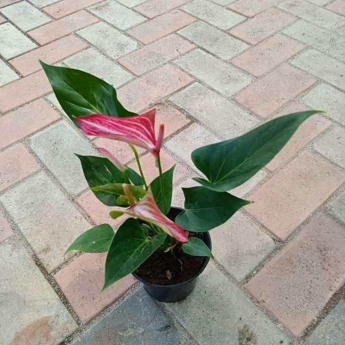 Anthurium White pink in 5 Inch Nursery Pot