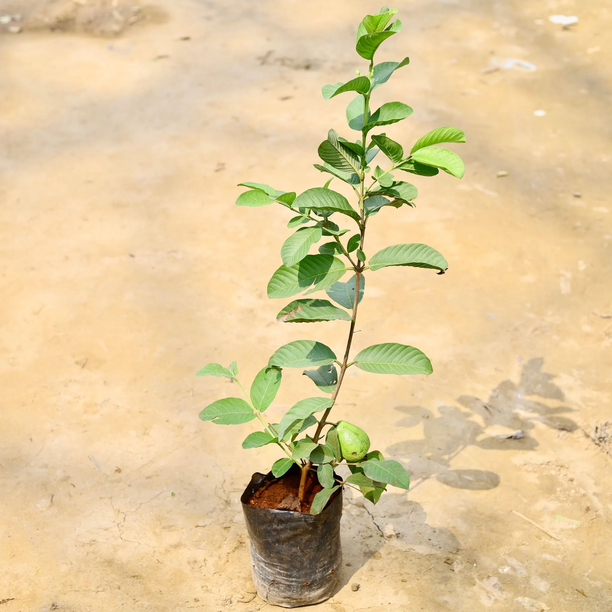 Amrood / Guava Plant in 7 Inch Nursery Bag
