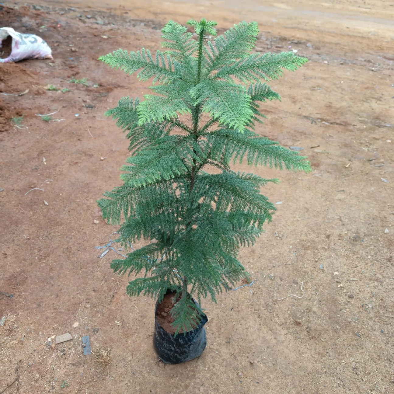 Araucaria / Christmas Tree in 10 Inch Nursery Bag