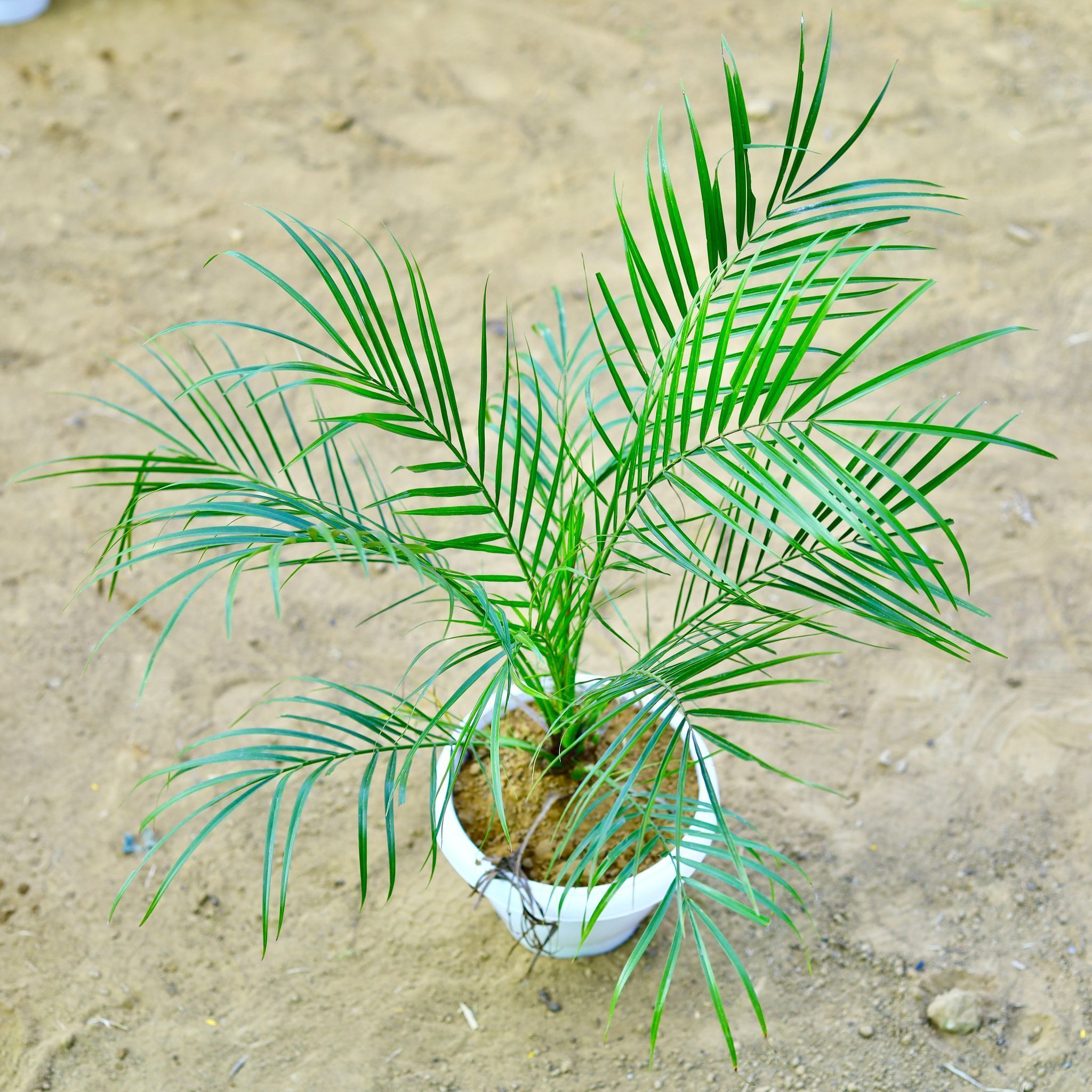 Phoenix Palm (~ 2 Ft) in 8 Inch White Classy Plastic Pot