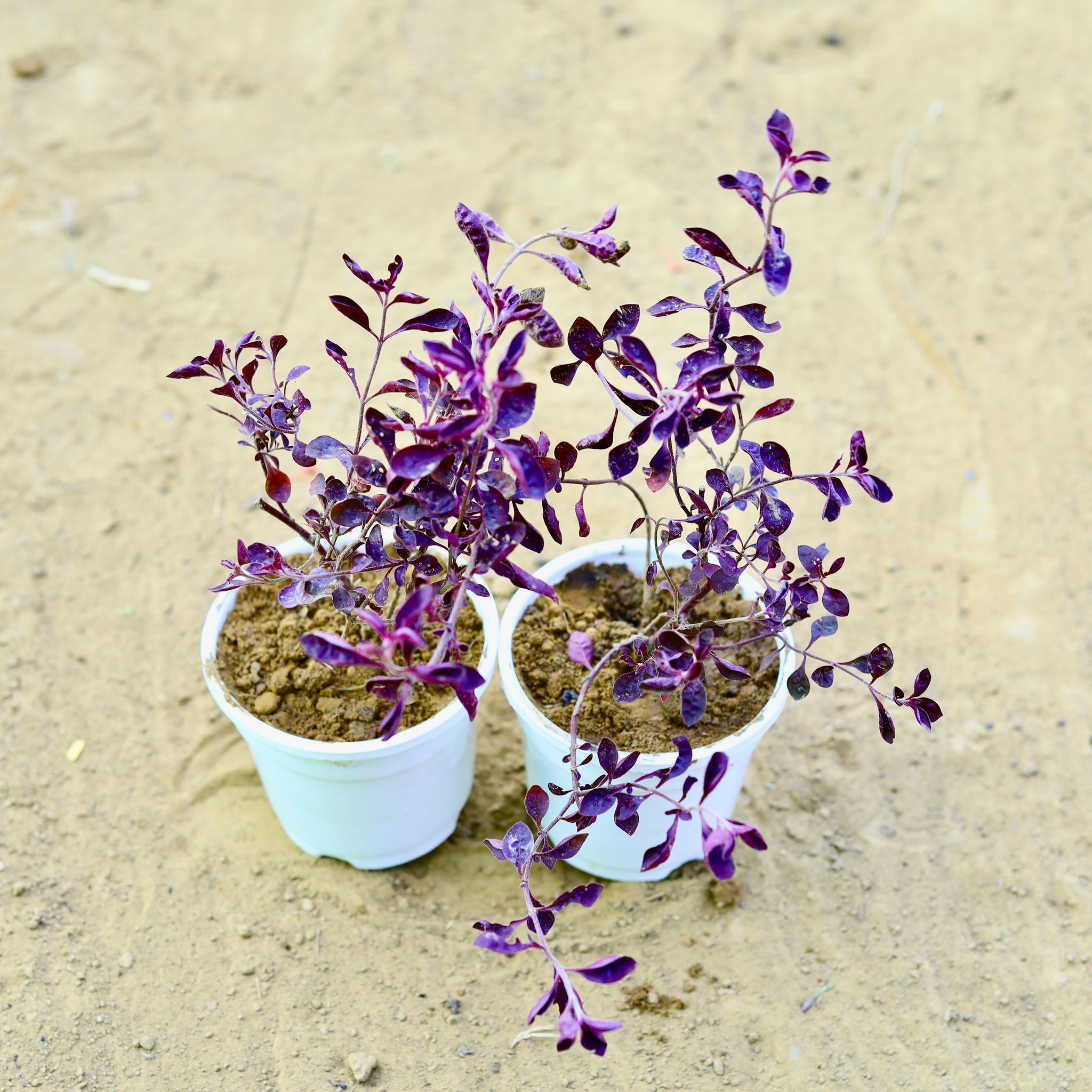 Set of 2 - Laal Saag in 4 Inch White Nursery Pot