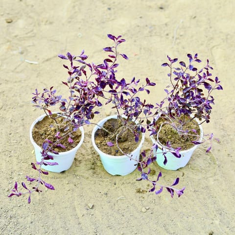 Set of 3 - Laal Saag in 4 Inch White Nursery Pot