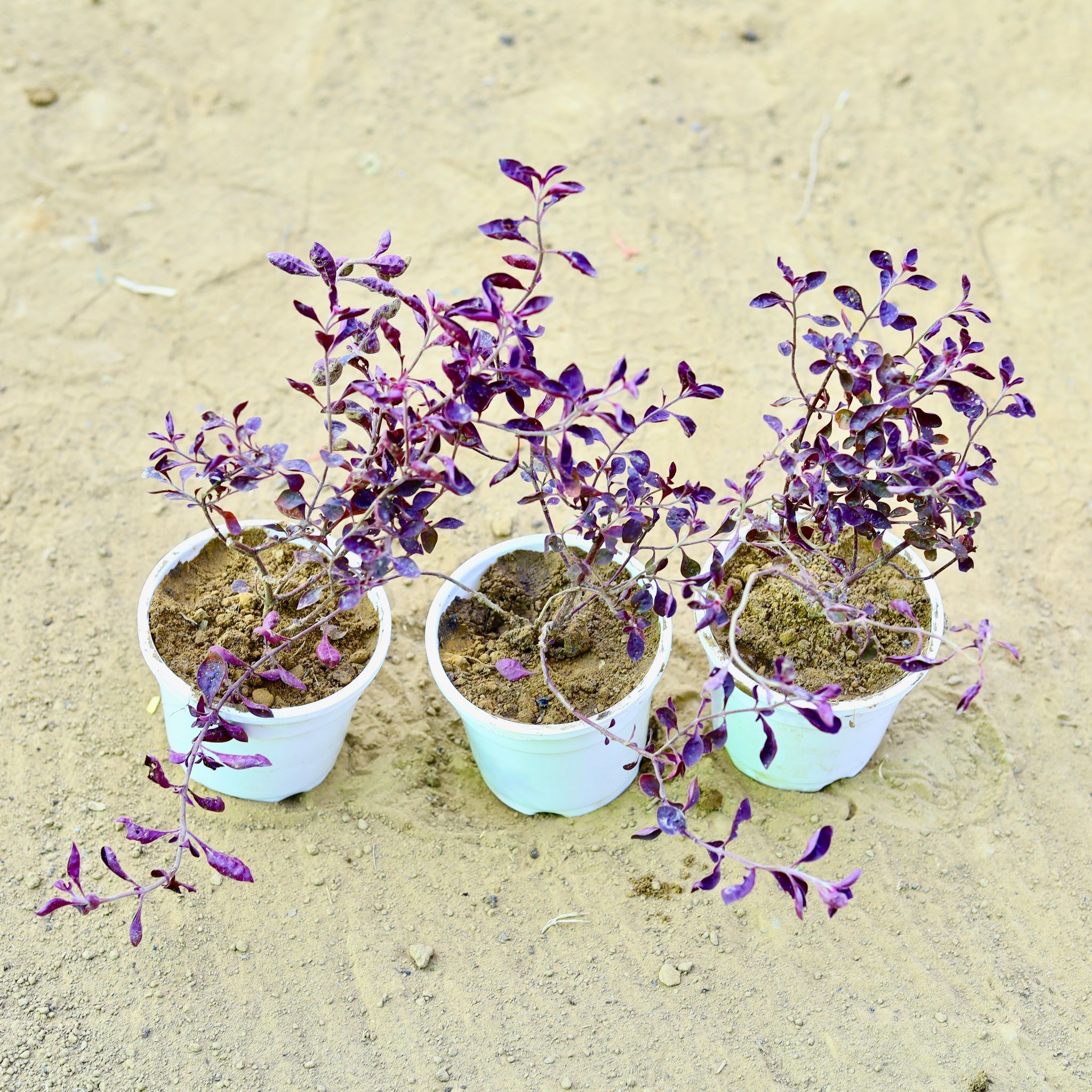 Set of 3 - Laal Saag in 4 Inch White Nursery Pot