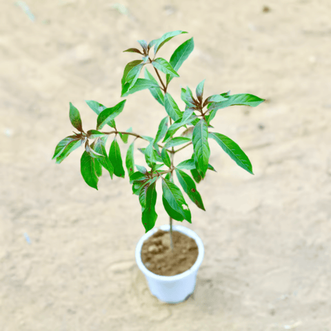 Hamelia / Firebush  in 4 Inch White Nursery Pot