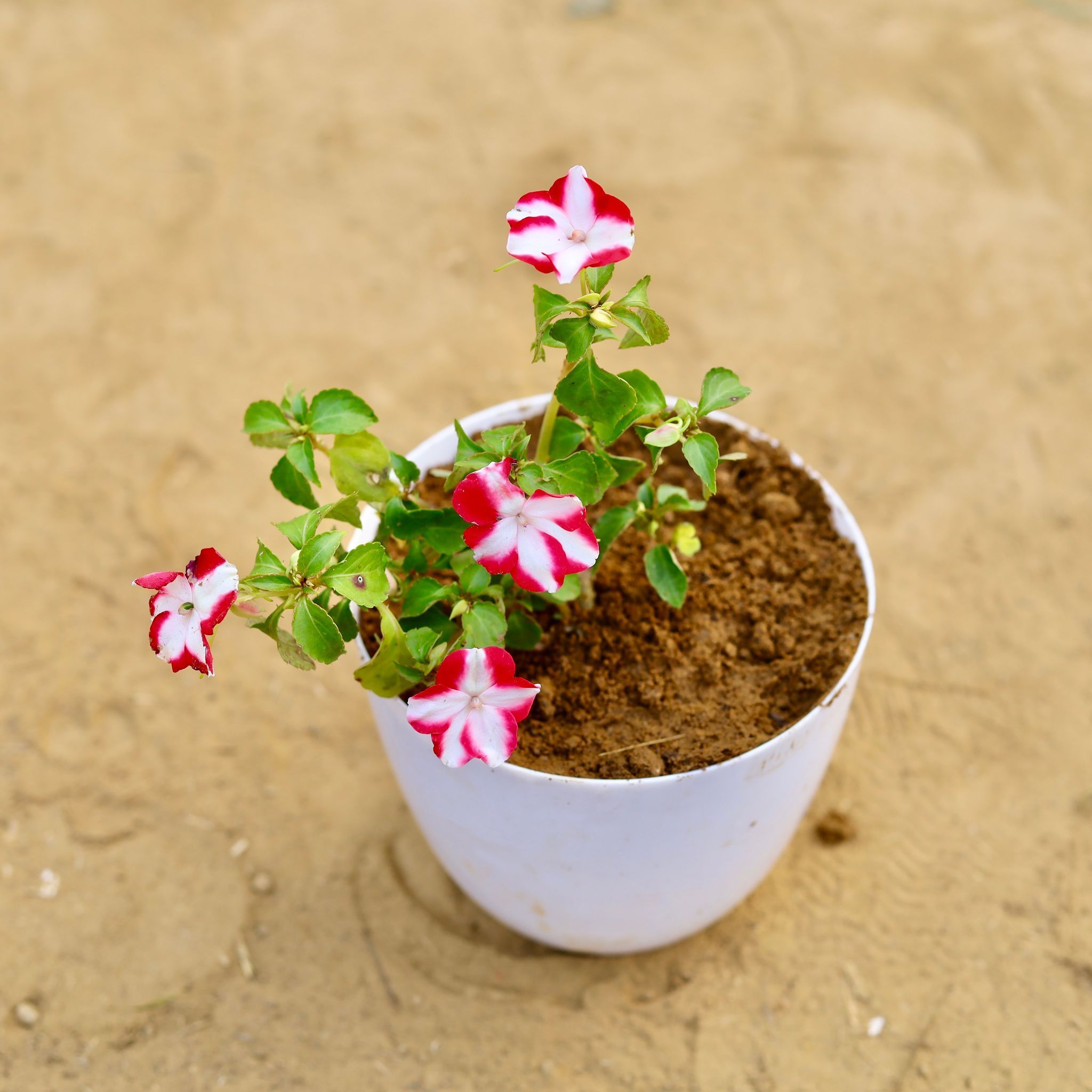 Impatients Balsamina (Any Colour) in 6 inch White Premium Orchid Round Plastic Pot