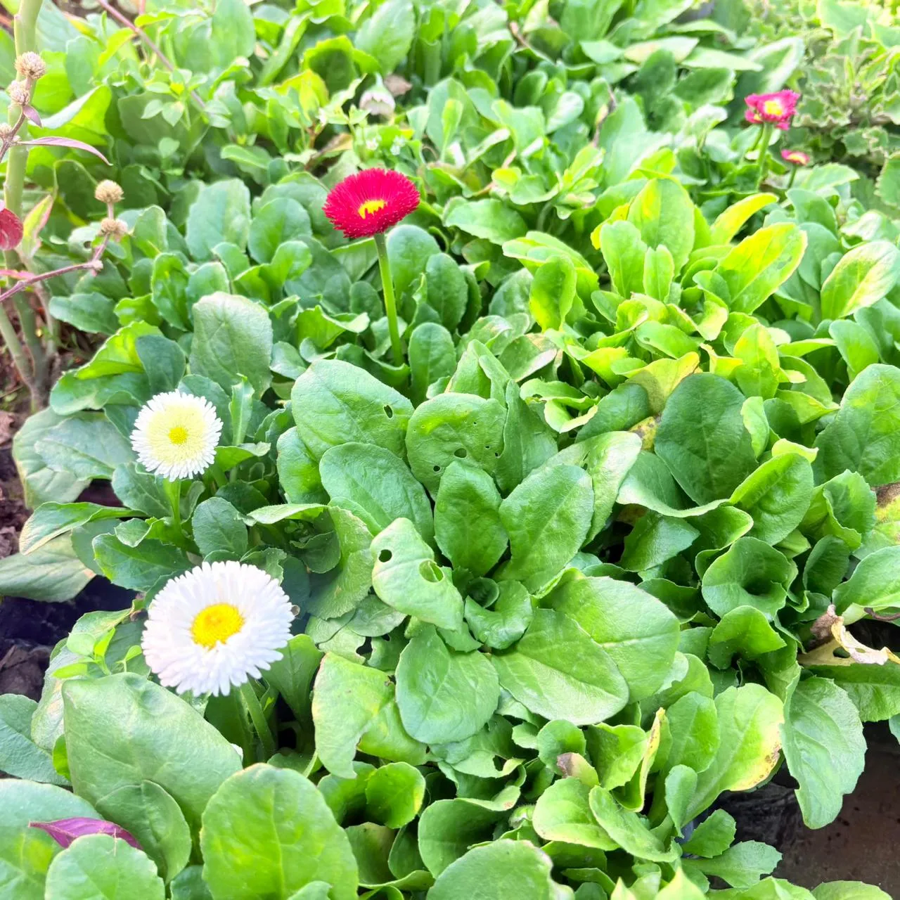 Set of 100 - Daisy (Any Colour) in 4 Inch Nursery Bag