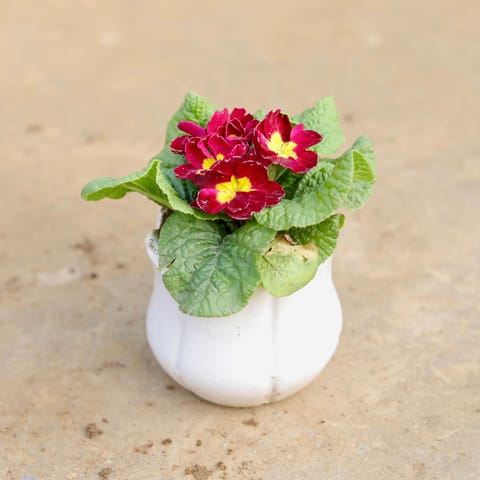 Prime Rosea / Primula (any colour) in 3.5 Inch White Tulip Ceramic Pot