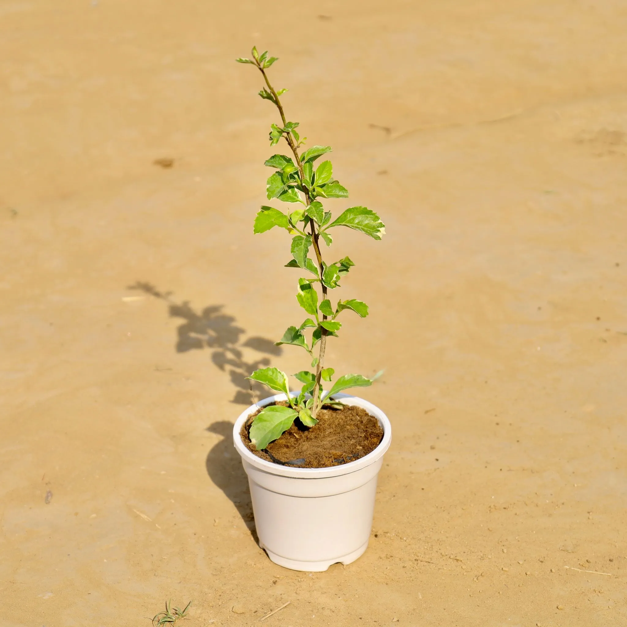 Duranta green in 4 Inch White Nursery Pot