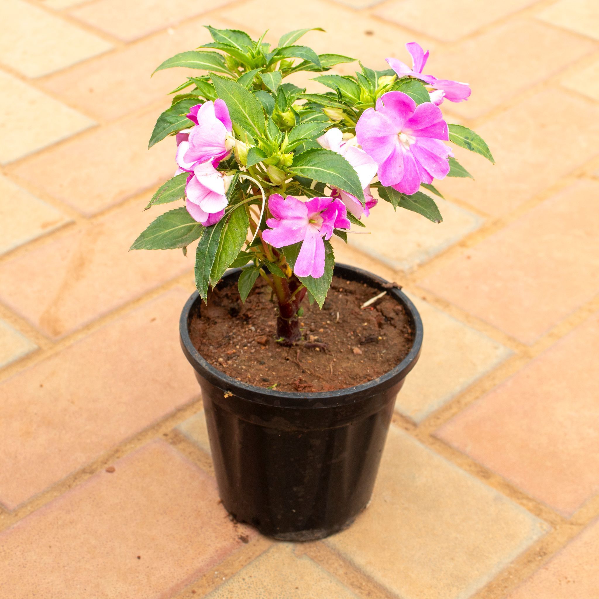 Impatient Balsamina (any colour) in 6 Inch Nursery Pot
