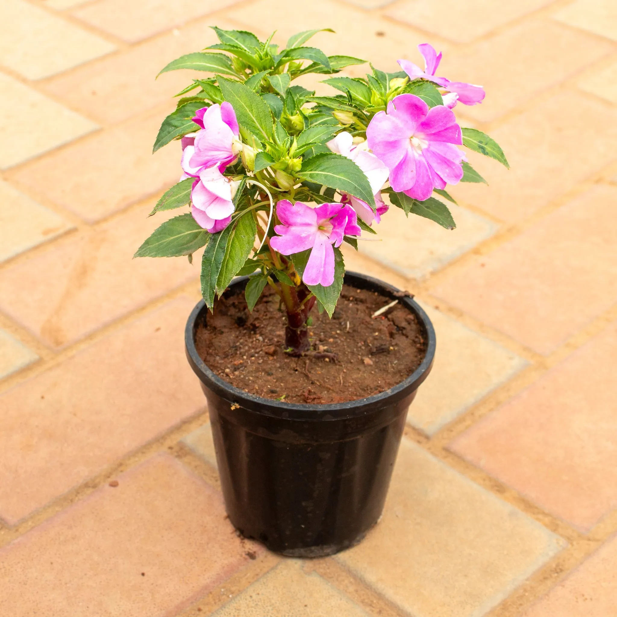 Impatient Balsamina (any colour) in 6 Inch Nursery Pot