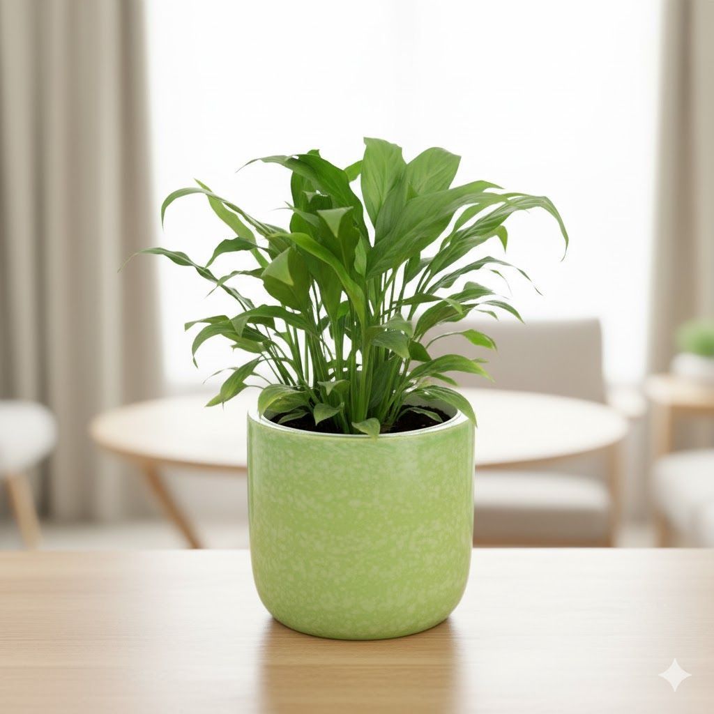 Peace Lily in 6 Inch Green Classy Cup Ceramic Pot