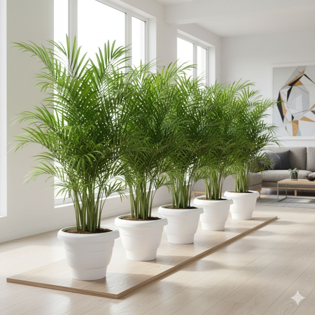 Insta Decor Special - Set of 5 - Areca XL (3-4 Ft) in 12 inch Classy White Plastic Pot