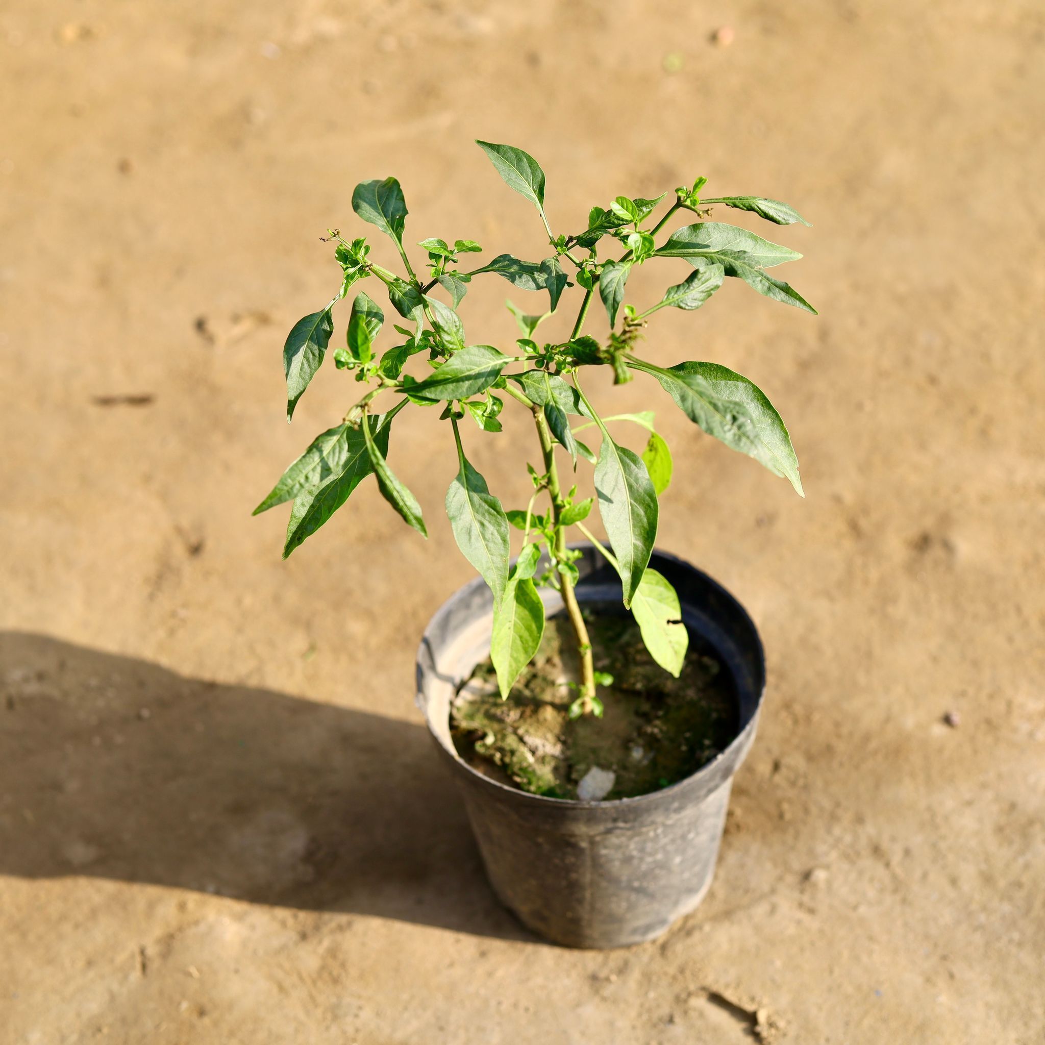 Chilli Plant in 6 Inch Nursery Pot