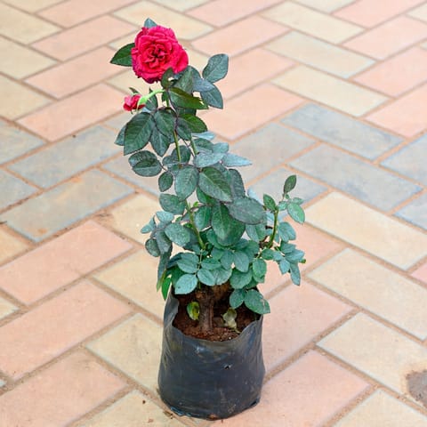 Red Rose Plant in 6 Inch Nursery Bag
