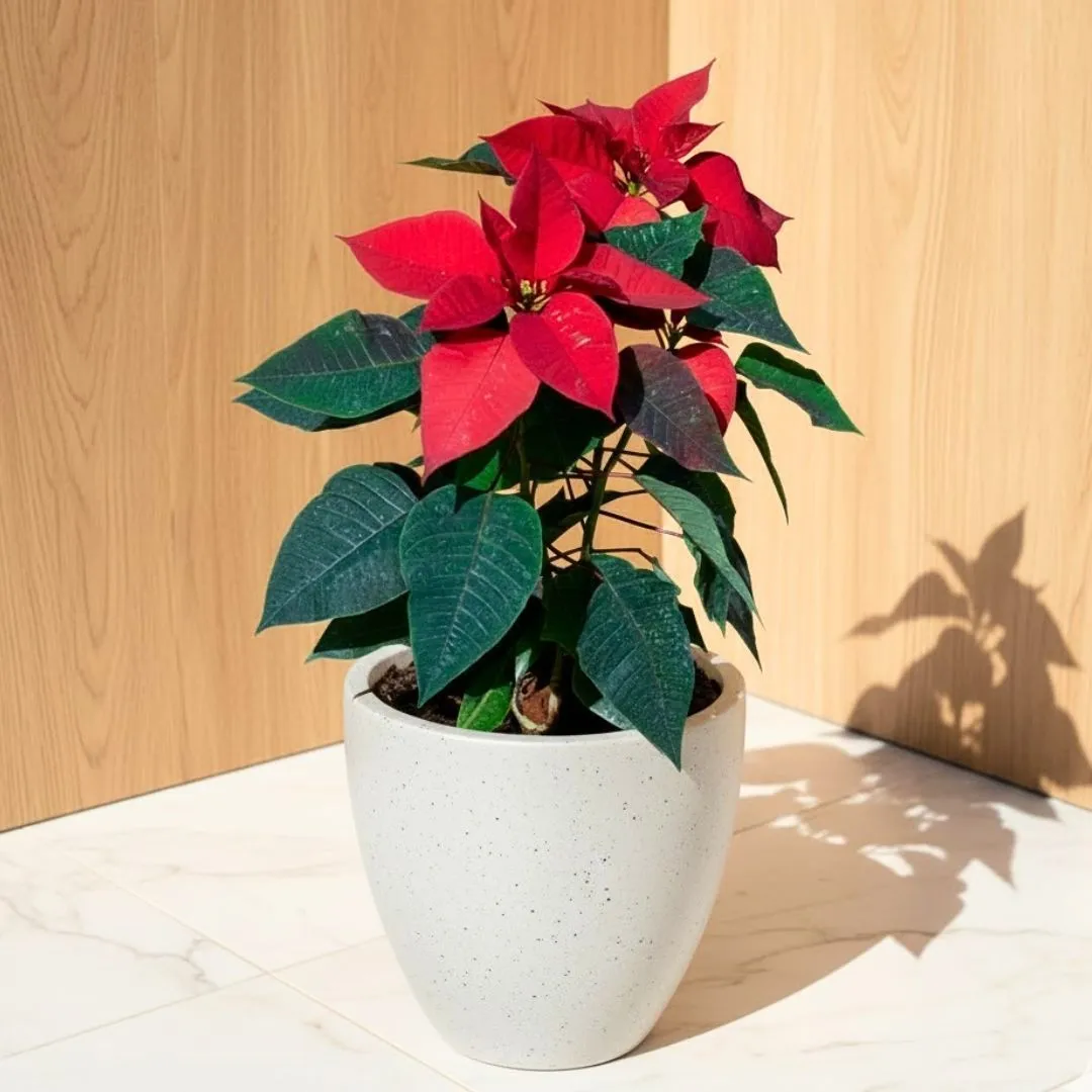 Poinsettia / Christmas Flower Red ( ~ 1 Ft) in 08 X 08 Inch White Premium Convessa Fiberglass Planter