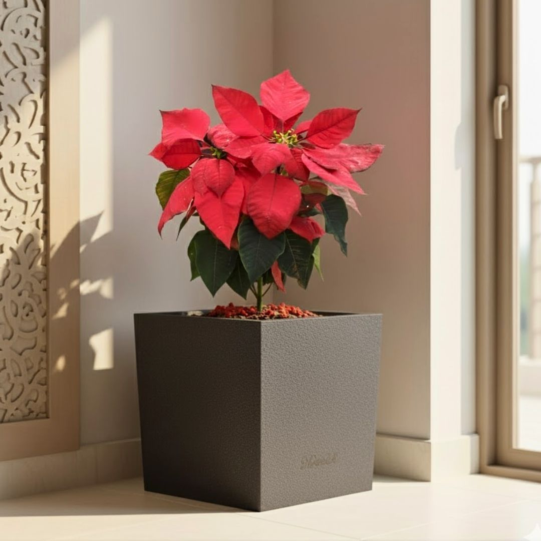 Poinsettia / Christmas Flower Red ( ~ 1 Ft) in 8 X 8 Inch Grey Premium Kyvos Fiberglass Planter