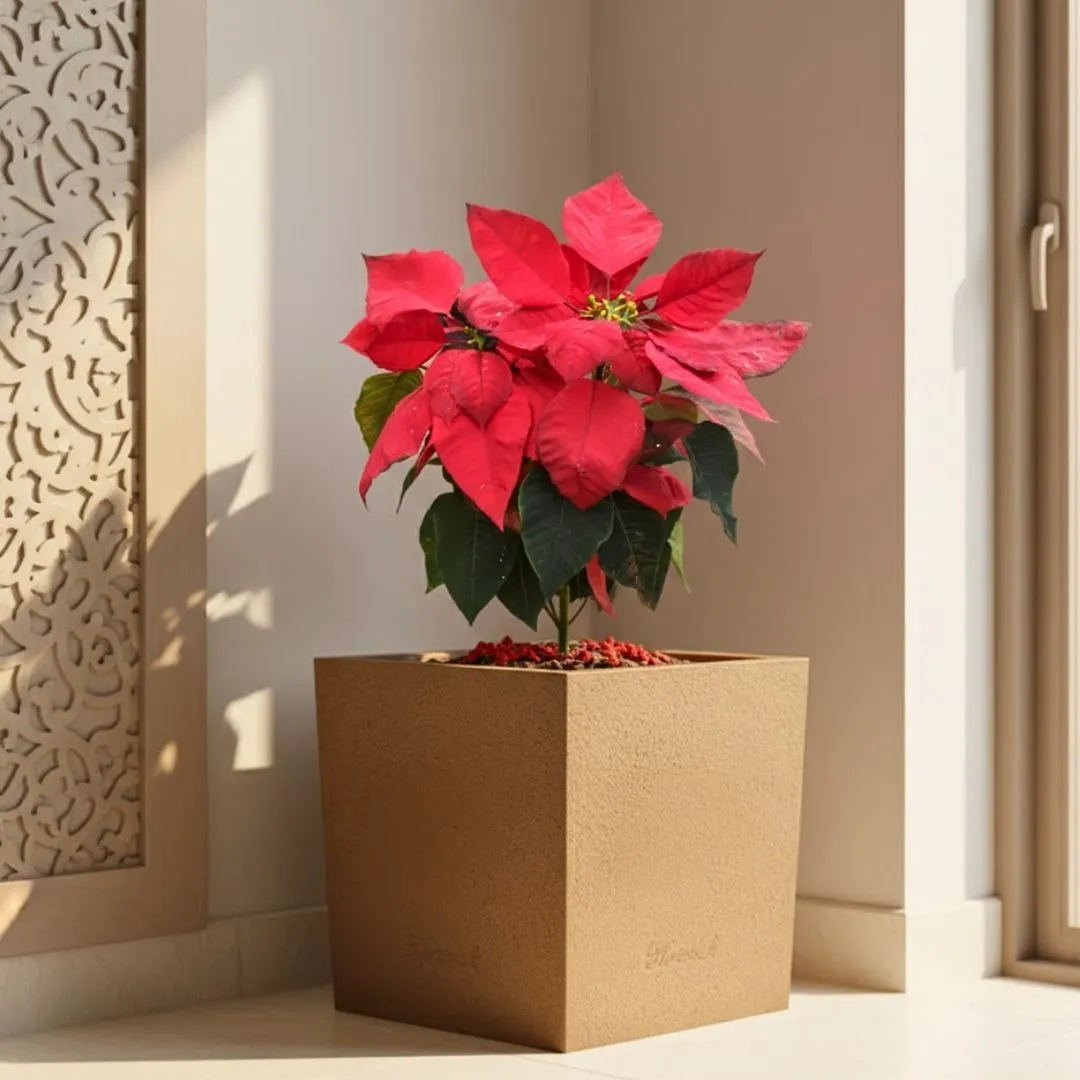 Poinsettia / Christmas Flower Red ( ~ 1 Ft) in 8 X 8 Inch Sandstone Premium Kyvos Fiberglass Planter