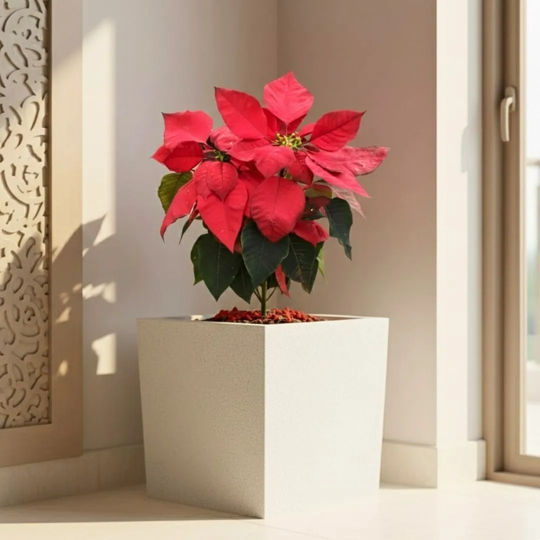 Poinsettia / Christmas Flower Red ( ~ 1 Ft) in 8 X 8 Inch White Premium Kyvos Fiberglass Planter