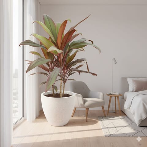 Dracaena Rosea (~ 2 Ft) in 08 X 08 Inch White Premium Convessa Fiberglass Planter