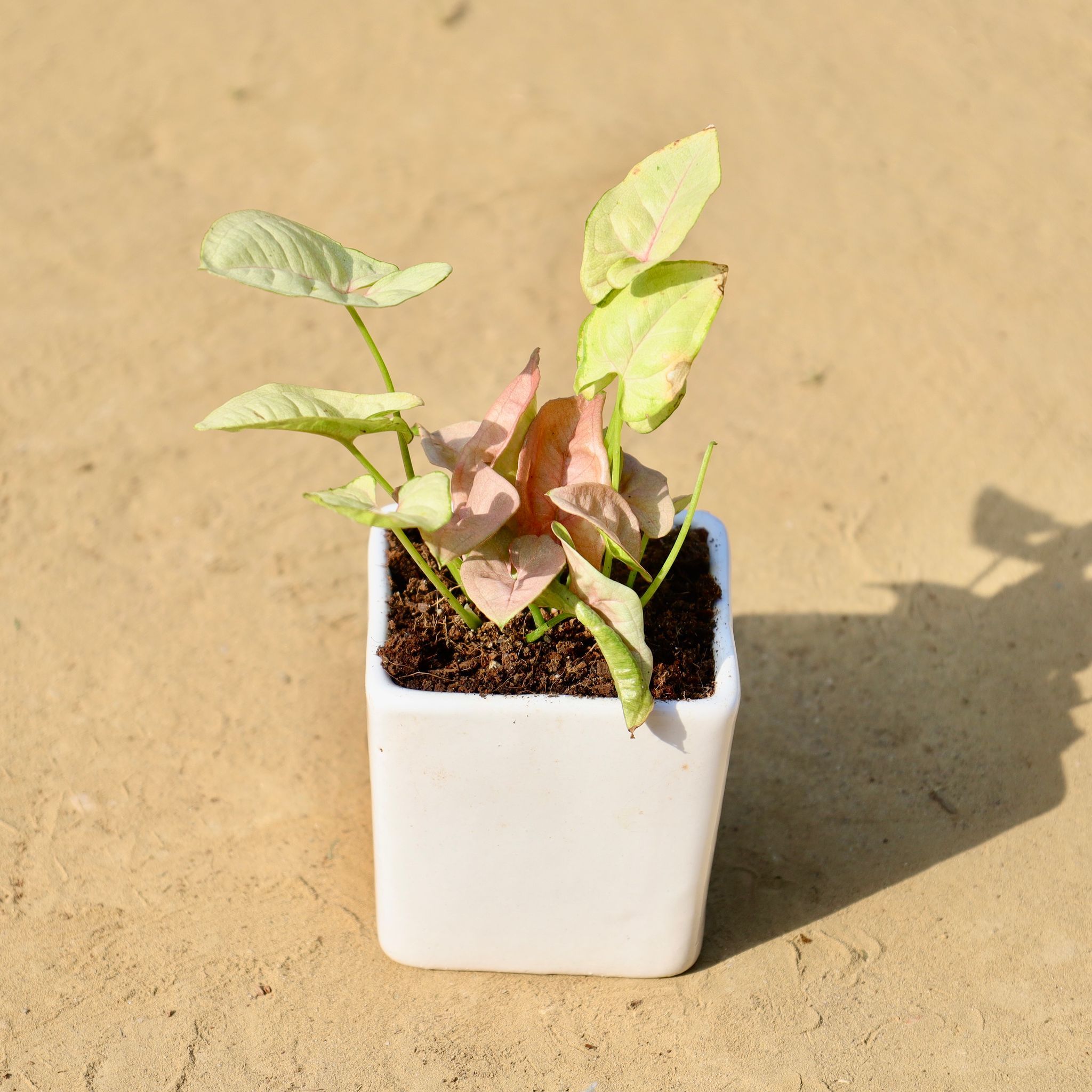 Syngonium Pink in 3 Inch White Classy Cup Ceramic Pot ? Minimalist Glossy Succulent Pot, Indoor Flower Pot for Home and Office D?cor