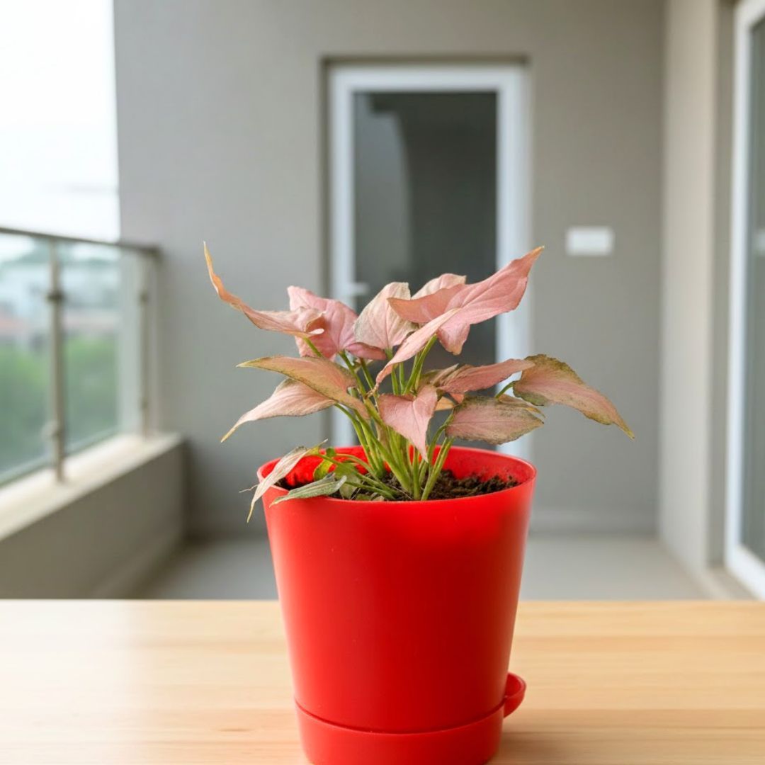 Syngonium Pink Arrowhead in 4 Inch Red Florence Self Watering Pot