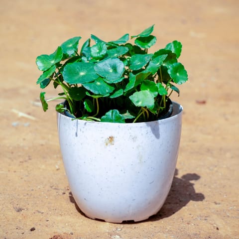 Brahmi Dollar / Pennywort in 4 Inch White Premium Orchid Round Plastic Pot