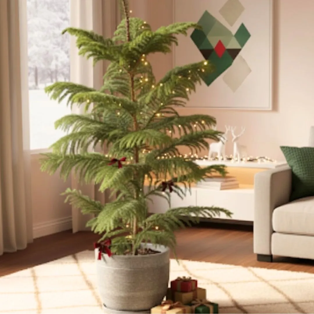 Araucaria / Christmas Tree (~ 4 Ft) in 10 Inch Grey Premium Orbis Fiberglass Planter