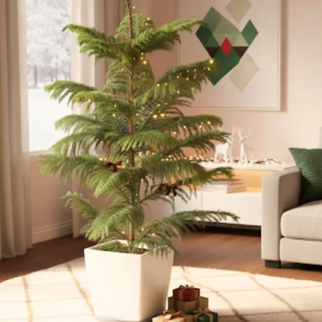 Araucaria / Christmas Tree (~ 4 Ft) in 10 Inch White Premium Blaze Fiberglass Planter