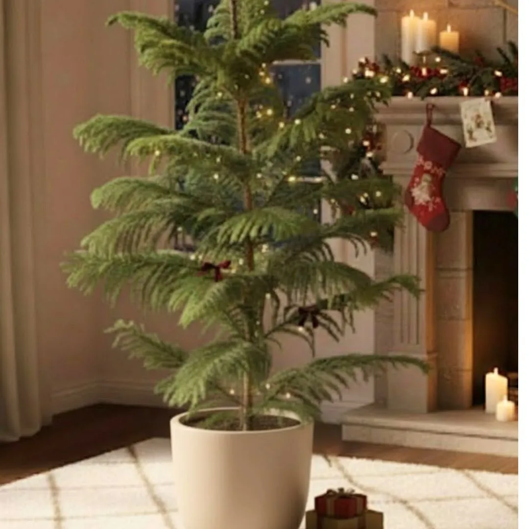 Araucaria / Christmas Tree (~ 4 Ft) in 10 Inch Beige Sandstone Premium Convessa Fiberglass Planter