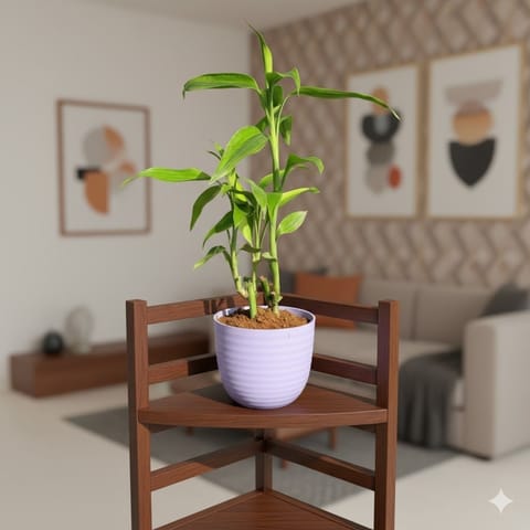 Gift Ready - Lucky Bamboo in 4 Inch Purple Avora Premium Plastic Planter - with Gift Bag