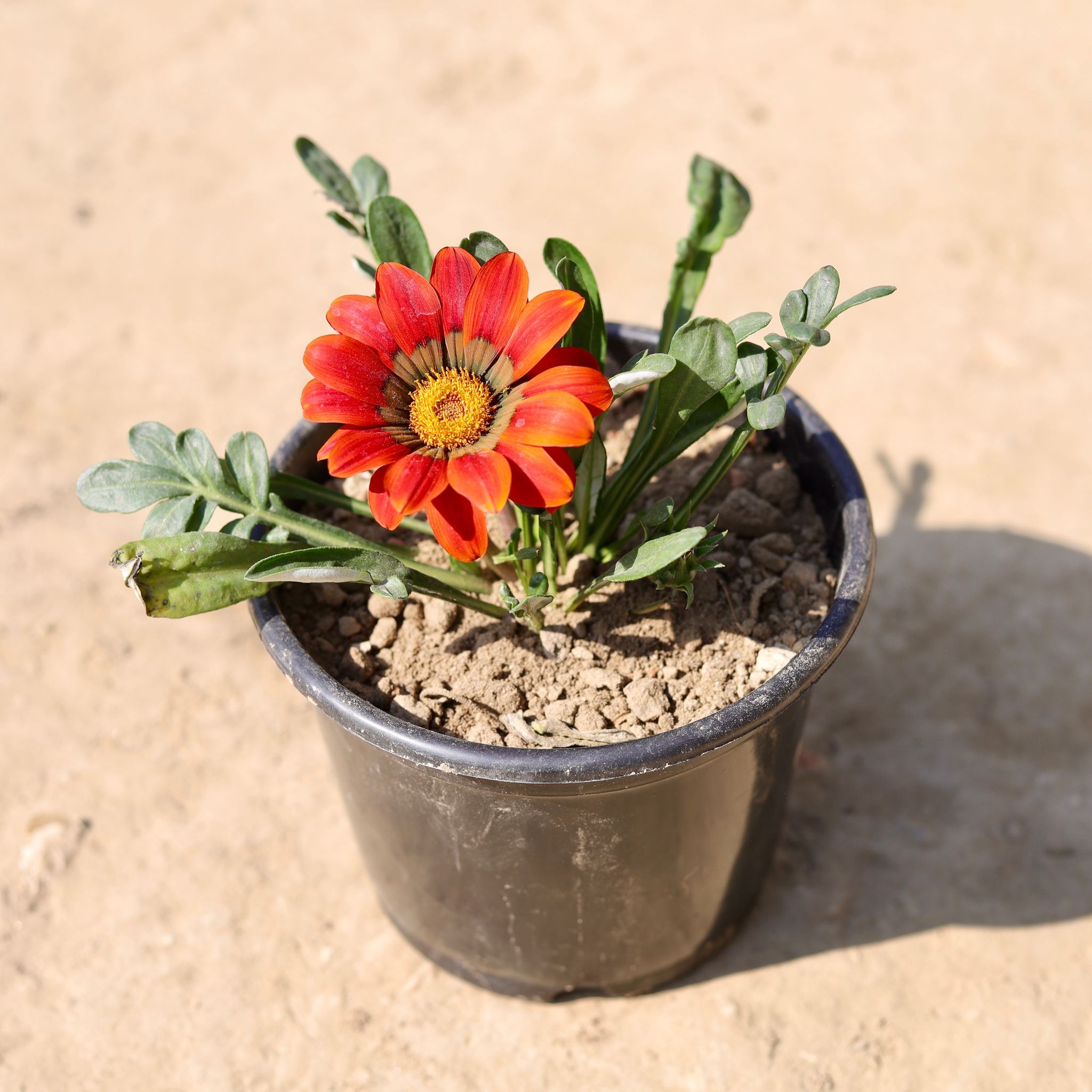 Gazania (Any Colour) in 6 Inch Nursery Pot