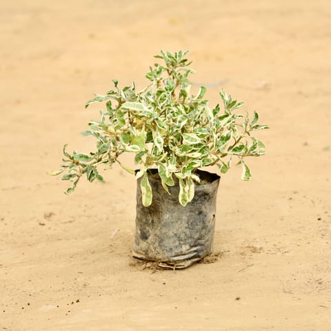 Alternanthera Vareigated in 3 inch Nursery Bag