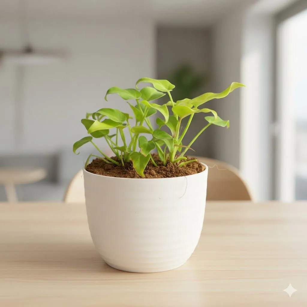 Xanadu Golden in 4 Inch White Avora Premium Plastic Planter