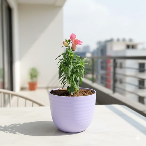 Gift Ready - Antirrihinum Majus / Dog Flower (any colour) in 4 Inch Purple Avora Premium Plastic Planter - with Gift Bag
