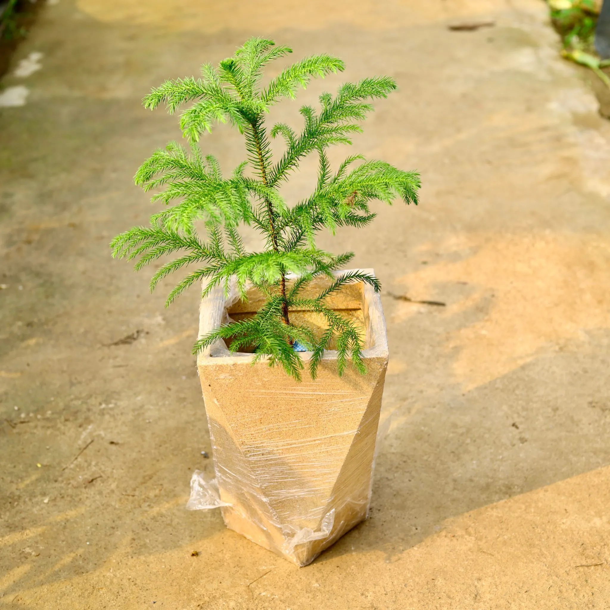 Araucaria / Christmas Tree in 8 X 12 Inch Sandstone Premium Fantasia Fiberglass Planter- Durable large size decorative fiber pot for indoor outdoor plants with 5 year warranty