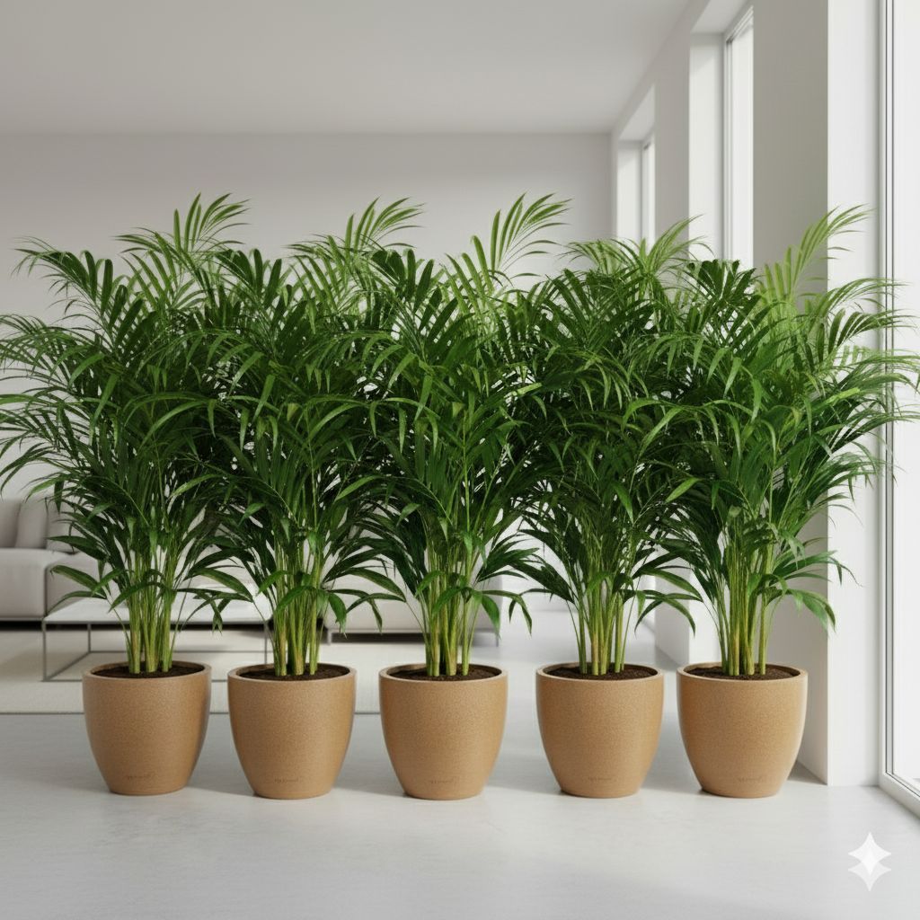 Insta Decor Special - Set of 5 - Areca XL (4-5 Ft) in 12 X 12 Inch Sandstone Premium Convessa Fiberglass Planter