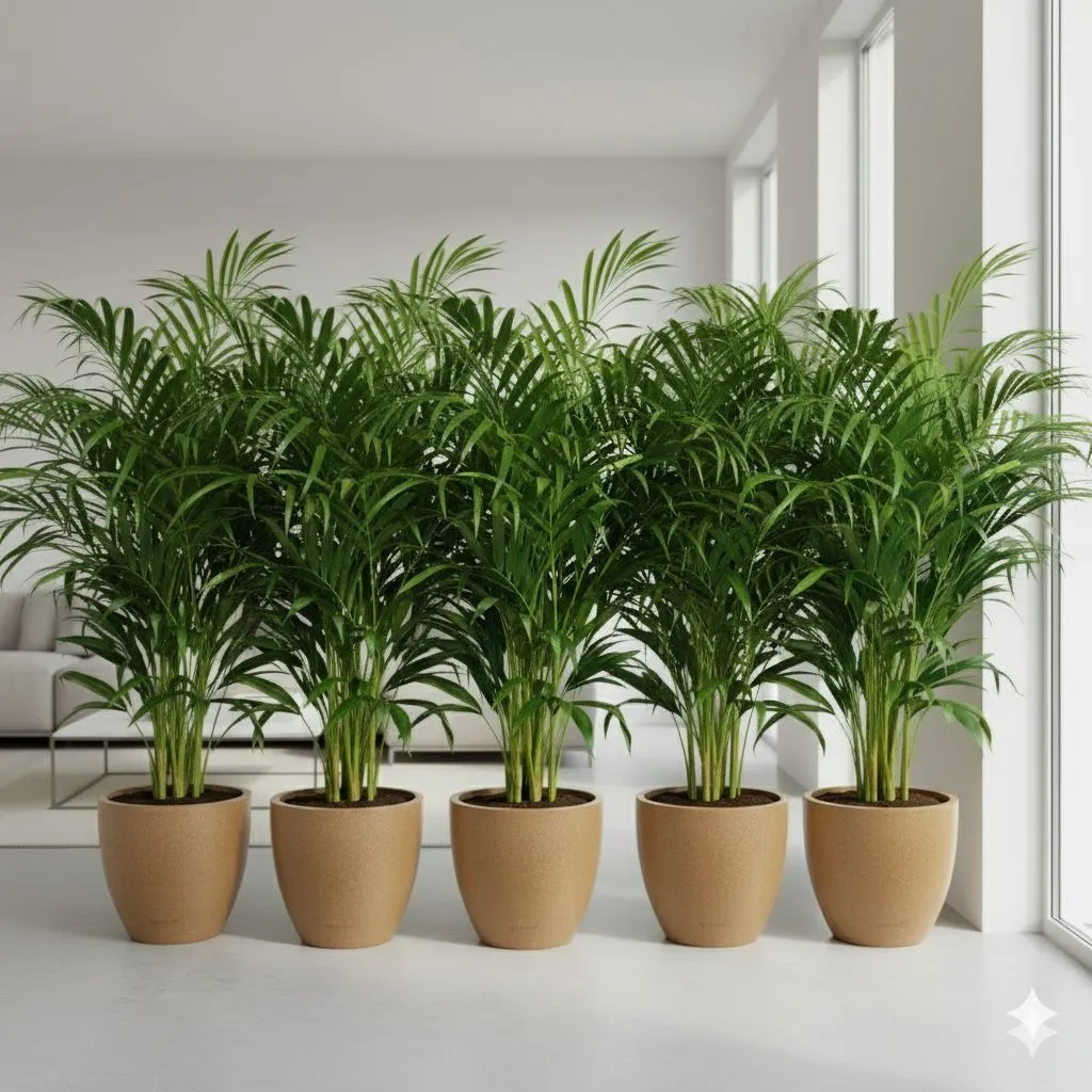 Insta Decor Special - Set of 5 - Areca XL (4-5 Ft) in 12 X 12 Inch Sandstone Premium Convessa Fiberglass Planter