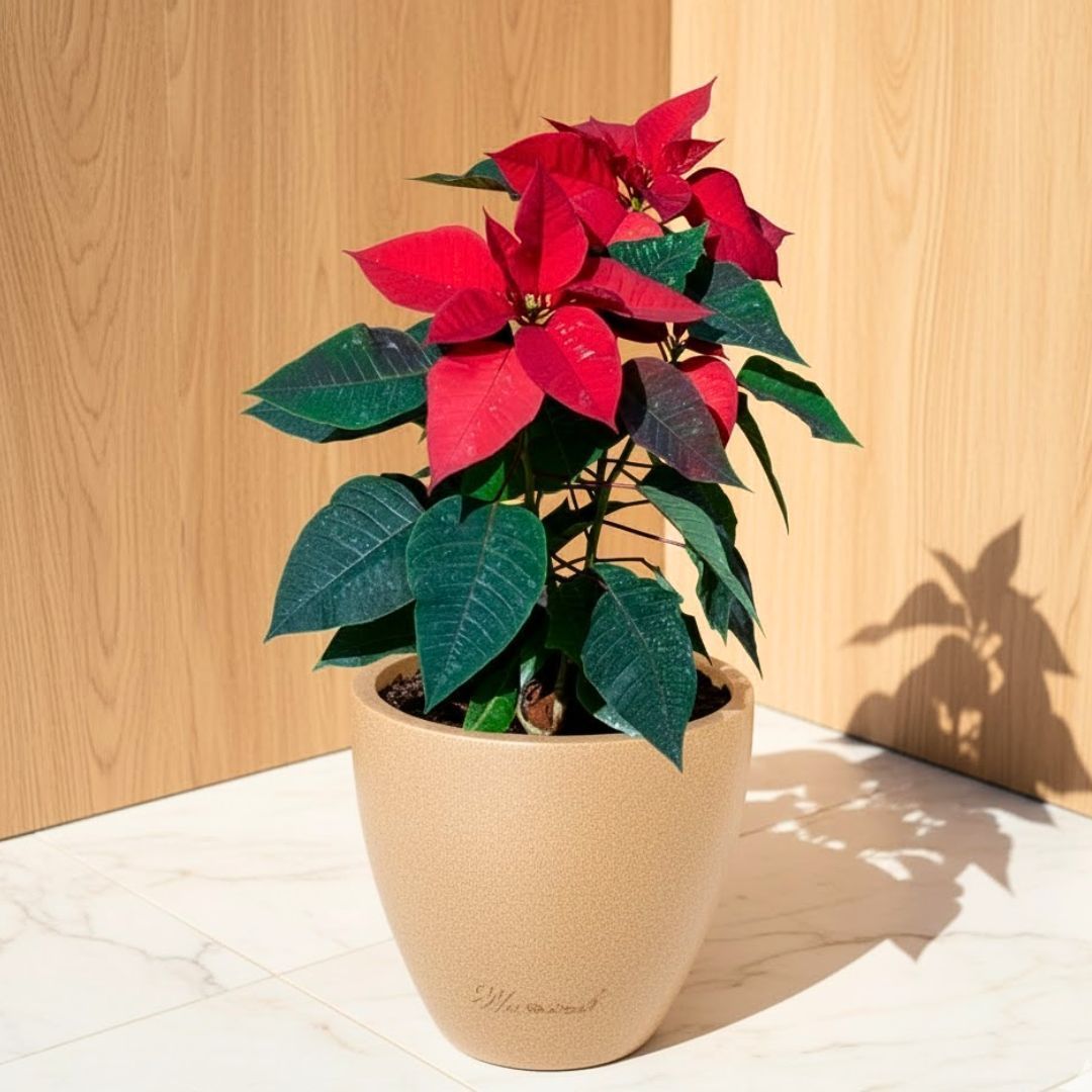 Poinsettia / Christmas Flower Red ( ~ 1 Ft) in 08 X 08 Inch Sandstone Premium Convessa Fiberglass Planter