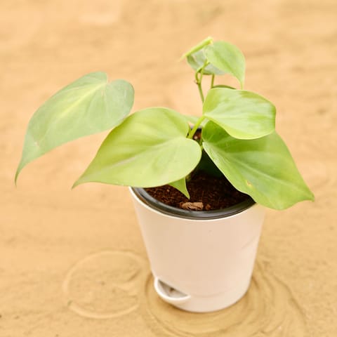 Oxycardium Green in 4 Inch Live Plant White Florence Self Watering Pot