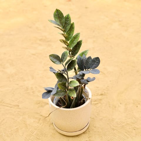 Zz Black in 08 X 08 Inch Sandstone Premium Convessa Fiberglass Planter - Durable Large Size Decoratiive Fiber Pot For Indoor Outdoor Plants With 5 Year Warranty