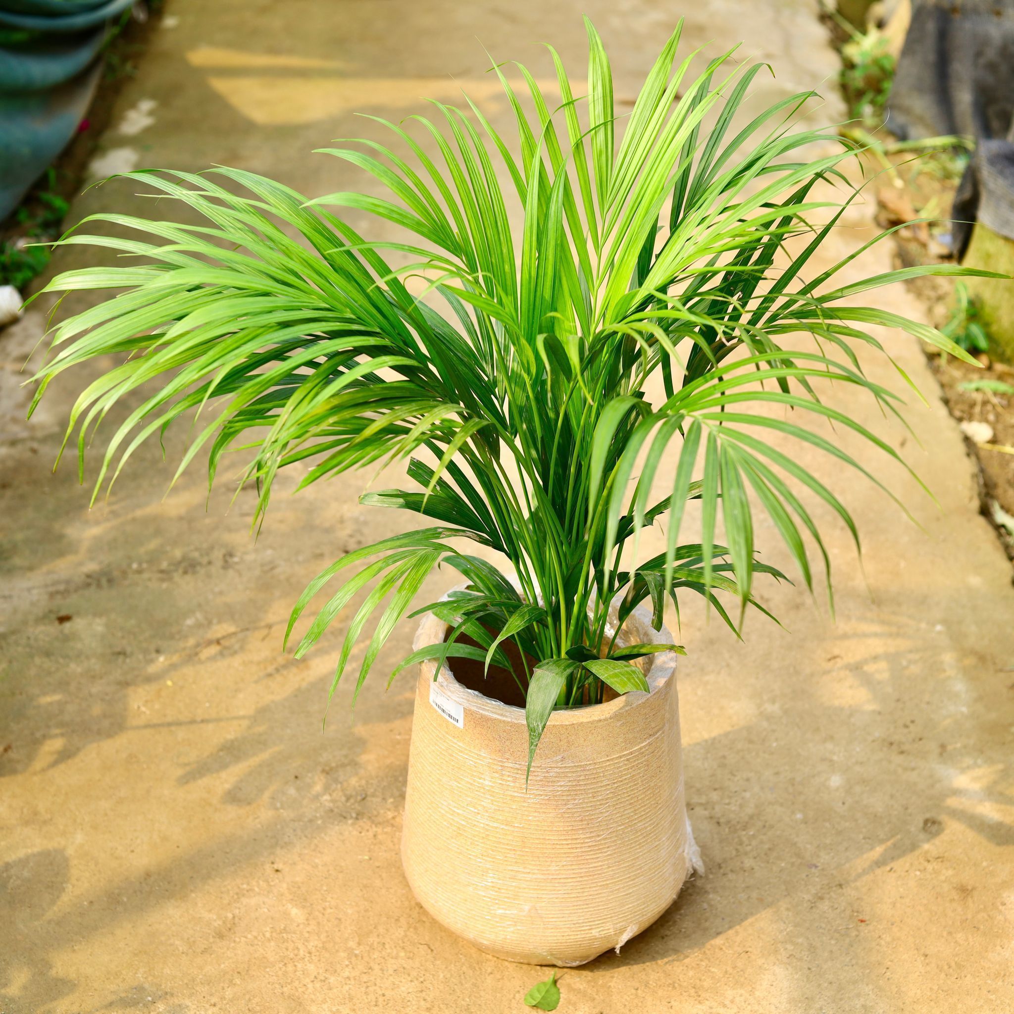 Areca Palm (~ 3 ft) in 12 X 12 Inch Sandstone Premium Sierra Fiberglass Planter- Durable large size decorative fiber pot for indoor outdoor plants with 5 year warranty